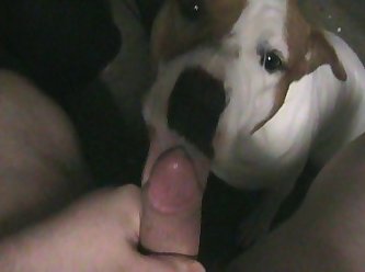 Dog Lick Cumshot Furrylupus