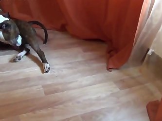 Juices Of The Dogs They Had Come To Release. It Would