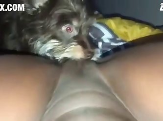 [480x270] Part 2 Puppy Eats Me On My Period z00.rocks = zoo porn without any ads Converted New
