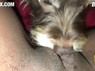 [480x270] Puppy Enjoys Eating Virgin Pussy z00.rocks = zoo porn without any ads
