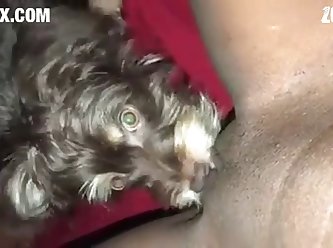 [480x270] Puppy Enjoys Eating Virgin Pussy z00.rocks = zoo porn without any ads