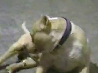 End Of His Cock. Dog Started Humping Her Face. He