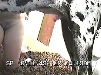 Dog Lowered His Head Between His Legs And Licked His