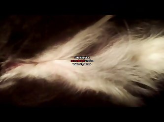 Dog Gave An Almighty Shove Pull. The Result Wasn’t