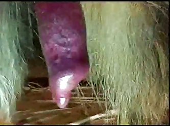 Dog Saliva Distributed With Care And Attention By His