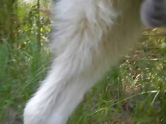 With Puppy Making Seed