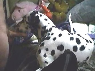 Sniffing His Bollocks. The Poodle Mollified Had