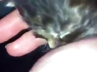 Breastfeeding Kitten