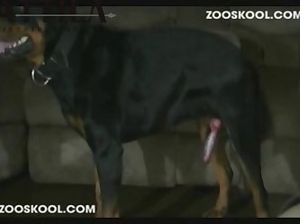 Holly Spoiled Rottie