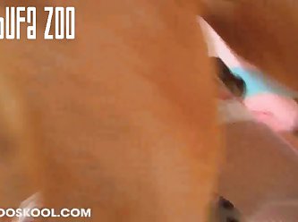 Zooskool Strayx Stray L. A.