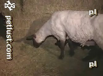 Jidhka Somal Animal Sex Oo Uu Guntigiisa Ku Aasay Si Mug Leh. Sida Dabadiisu Lugaha Dhexdooda Ugu Dhufatay; Madaxa Somal Animal Sex Ayaa Kor U Kacay Markii Ay