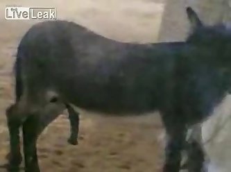 Donkey Happy With His Own Company Youtube