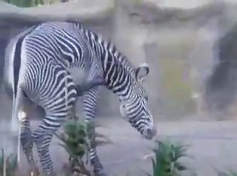 Big Male Zebra