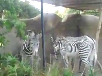 Big Male Zebra