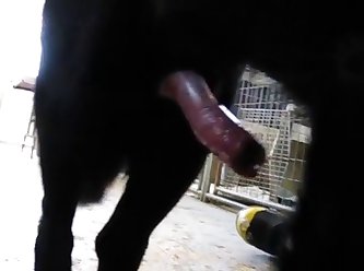 Cum Spray At The Vet No Hands Or Mouth Required