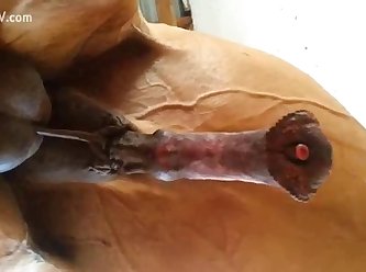 Hot Slut Playing With Cock Of Horse