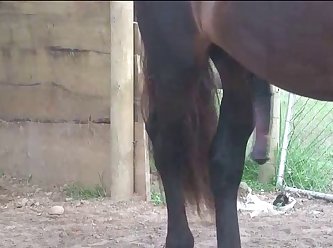 Stallion Loving