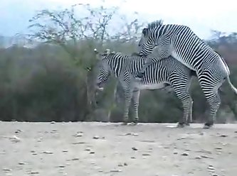 Zebra Climax Deshaked