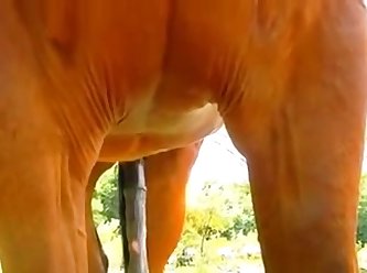 Stallion Cums No Mare Long Youtube