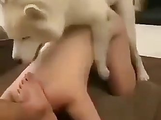 Bitch In Position For The White Husky
