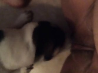 Mais Le Chien Est Venu Directement Après Elle La Repoussant Contre Le Mur Alors Qu'il Entrait Directement Dedans