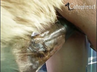 He Continued To Drip His Juice Which I Found Out Later Was Lubricant For The Female Horse's Pussy