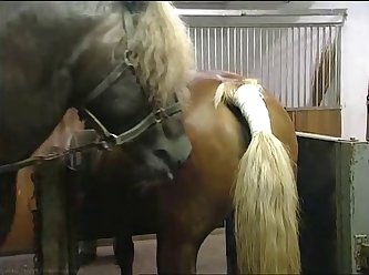 Hkm Horse Mating Low