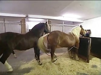 Hkm Horse Mating Low