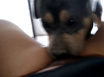 Pitbull Licking Teenage Pussy 