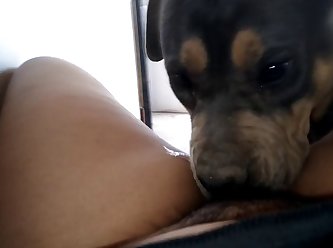 Pitbull Licking Teenage Pussy