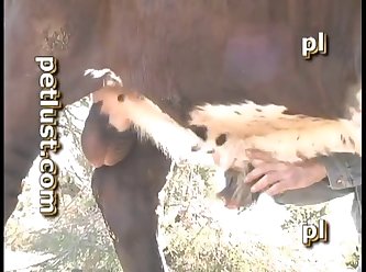Bull Boys Pb508 Pet Lust