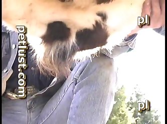 Bull Boys Pb508 Pet Lust