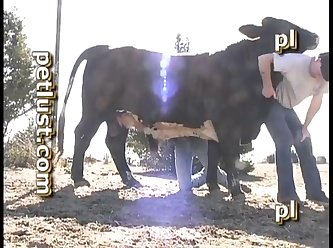 Bull Boys Pb508 Pet Lust