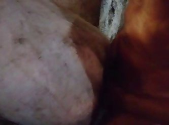 Pig Sow Truie Zeug Sau