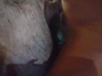 Pig Sow Truie Zeug Sau