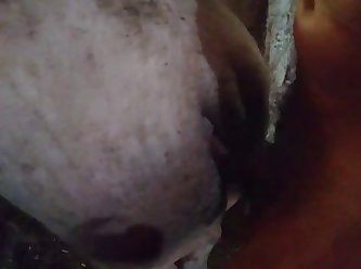 Pig Sow Truie Zeug Sau