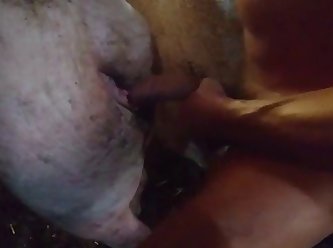 Pig Sow Truie Zeug Sau