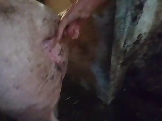 Pig Sow Truie Zeug Sau