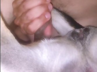 Young Boy Fucks Dog Pussy
