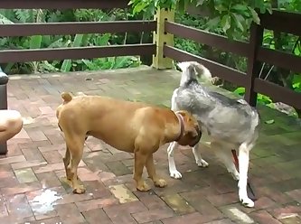 Dogs With The Biggest Dicks