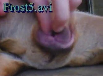 Why Do Dogs Lick Their Vagina
