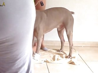 Bestiality Wolf Porn