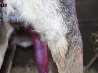 Porn Hub Bestiality
