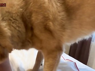 Bestiality Porn Games For Android