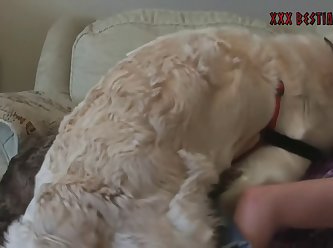 Zoophilia Animal Porn