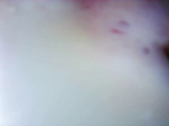 Hentai Animal Porn Video