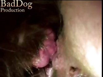 Animal Porn Party