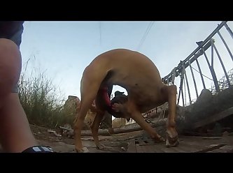 Vintage Animal Porn Movie