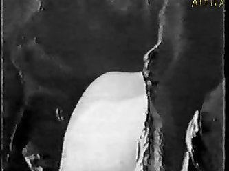 Gay Animal Scat Porn