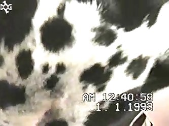 Animal Having Sex Porn